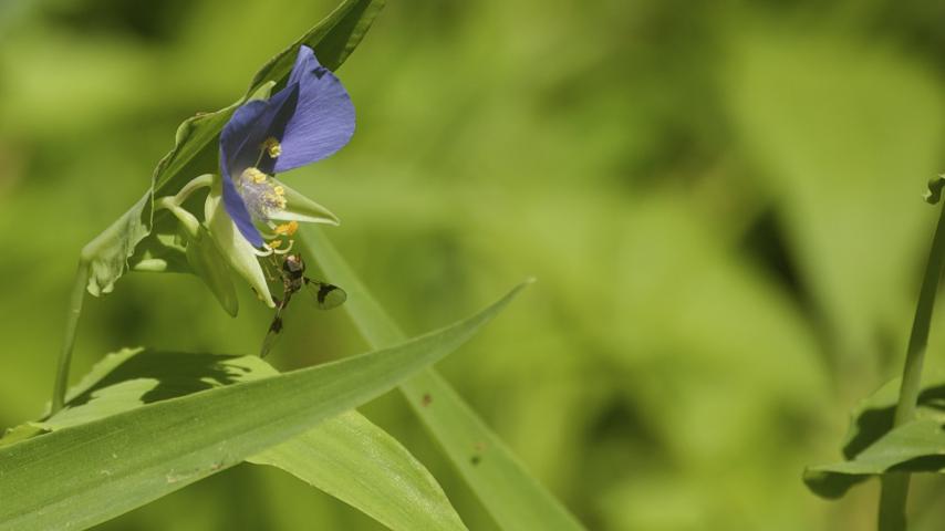 Purple Flower Fly