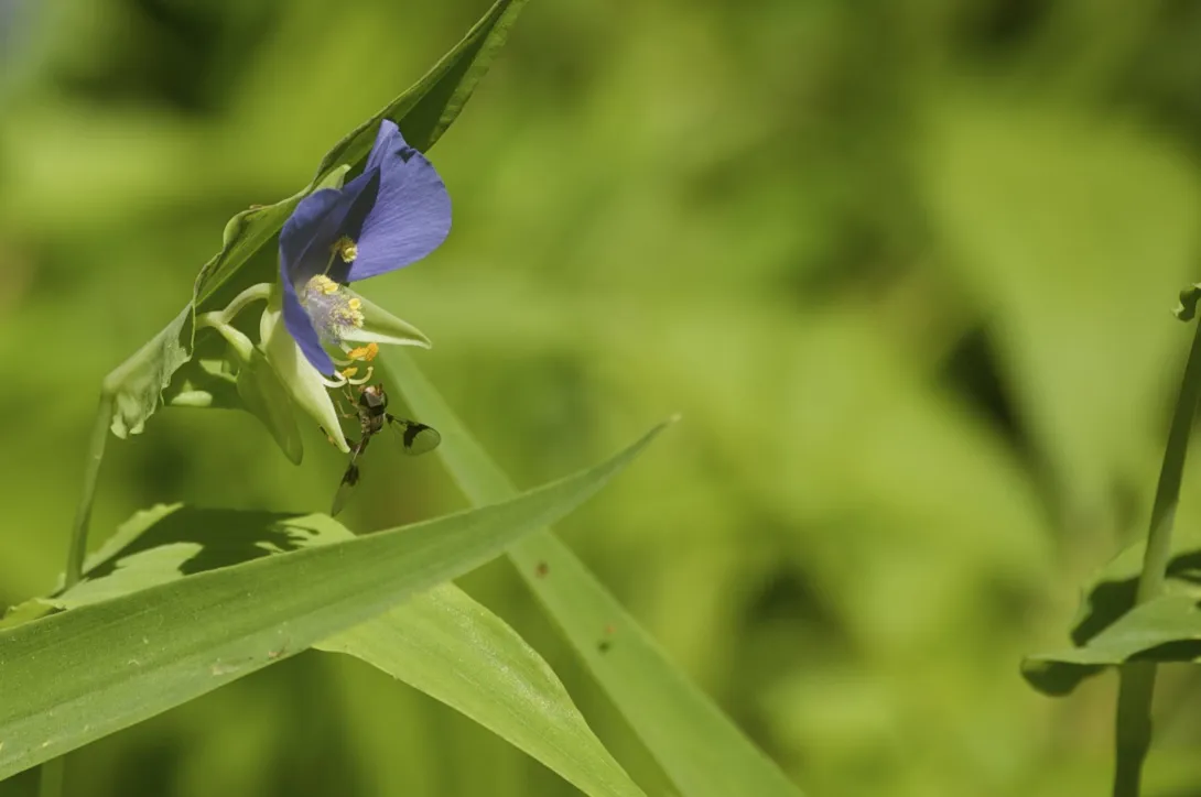 Purple Flower Fly